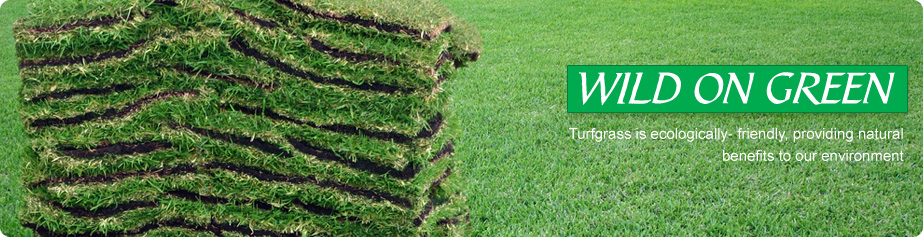 Mustang Creek Turf